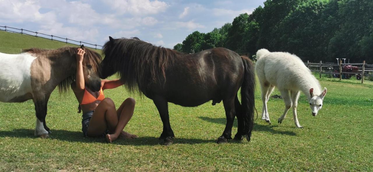Ferienwohnung Alpakahof Goslar Bagian luar foto